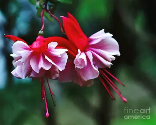 Two pretty Fuchsias swinging in the breeze like dancing ladies by Kaye Menner Photography.