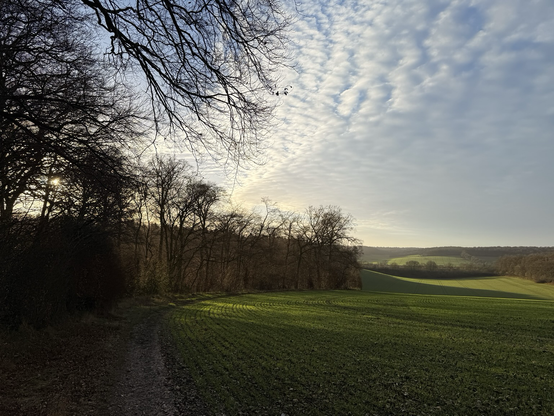 Mackerel sky over winter wheat fields. 