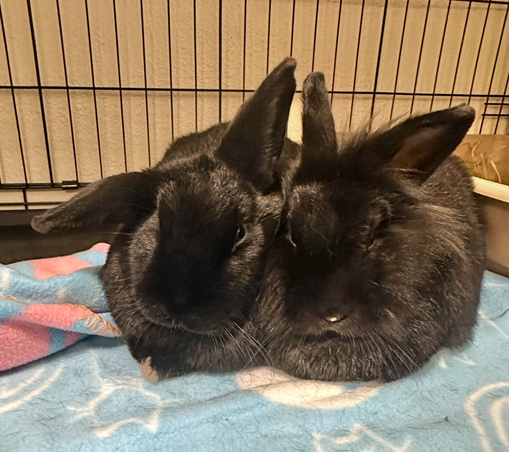 Two chubby black rabbits huddle together in a crate