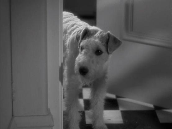 Four pictures of a cute wire haired fox terrier dog named Skippy as Asta in the 1934 pre code screwball comedy “The Thin Man” 