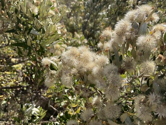 White flowers on a salt tolerant plant in headland area above beach. Grey and green leaves in sunshine.