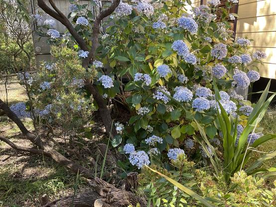 Hydrangeas - clumps of light  blue petals in shade on a late sunny afternoon. Tree trunk, branches and their shadows contrast among the gree leaves of assorted plants and grasses. 