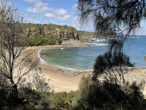 Looking out across the”Shack Bay” blue-light green sea washes onto white bubbled shoreline of light brown-yellow sandy beach.
Rock cliff is seen at horizon and other bays protruding cliffs, rock faces and reefs and splashes of white from waves are into the distance.
A light blue sky with white clouds at top of picture; in foreground is silhouette of salt tolerant she-oak tree trunks & branches with green leaves of tea tree further down cliff.