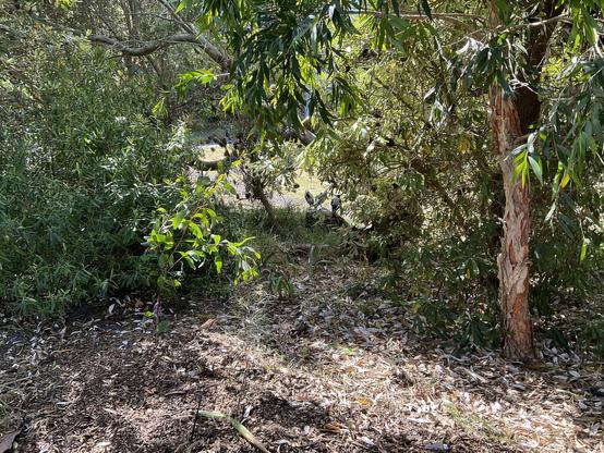 Three juvenile magpies sunning themselves on top of rock under trees with green leaves and brown trunks. 