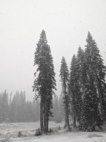 Snow falling over a meadow and big trees