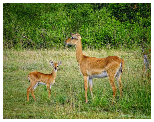 This is an art edited colour photo of a mother and baby impala. The baby impala has the cutest little smile on its face. As photographed in Queen Elizabeth National Park, Uganda