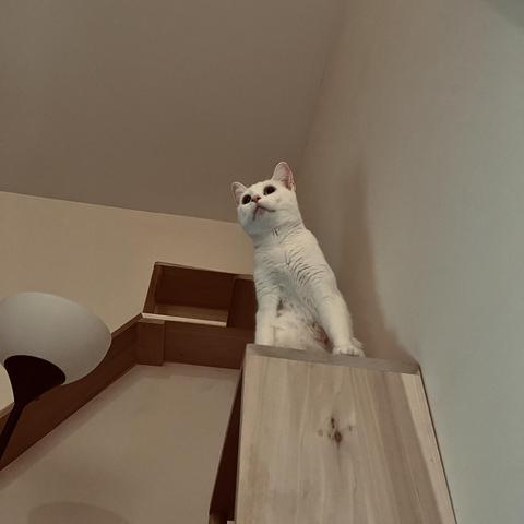 from beneath, we see a young white cat looking heroically out into the room from her perch on a cat shelf; the lines of the ceiling corner dramatically intersect behind her head