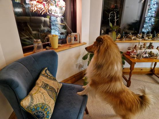 A Shetland Sheepdog peers through a window.