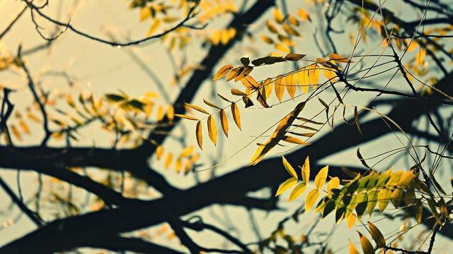 Leaves and branches.