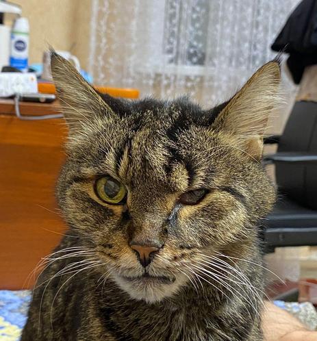 almost blind, almost toothless, but still a real bandit