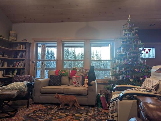 Cats and a Christmas tree