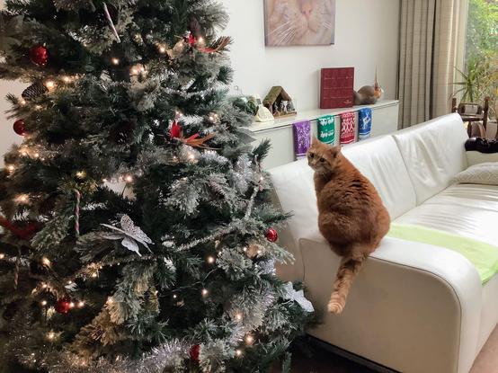 A red cat, sitting on the armrest of a white leather couch, is looking into the camera. Next to the couch is a Christmas tree decorated in red and silver. There are also 4 big Christmas socks visible in the background.