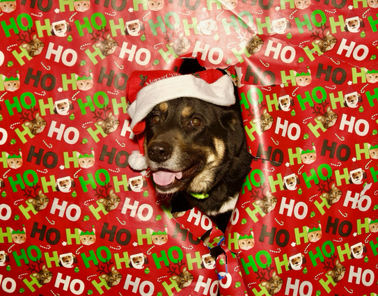 A large black and brown dog wearing a Santa hat pokes his head out of brightly covered wrapping paper