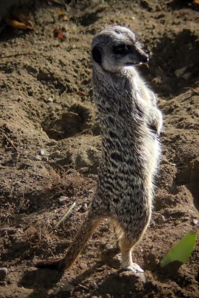 Suricate standing and looking for dangers