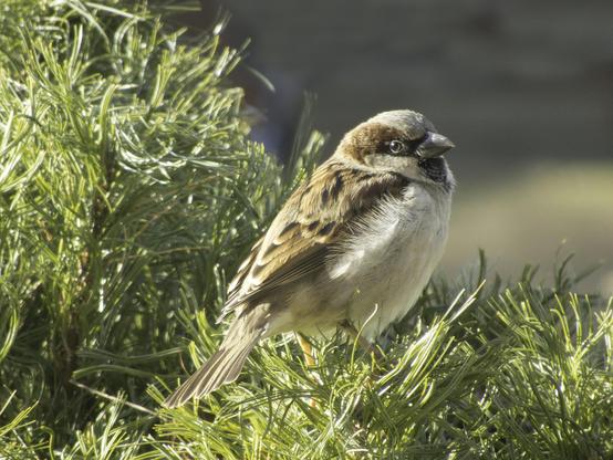 Image of a small bird with a white breast and brown back, feathers fluffed by the wind, standing on a pine branch. 