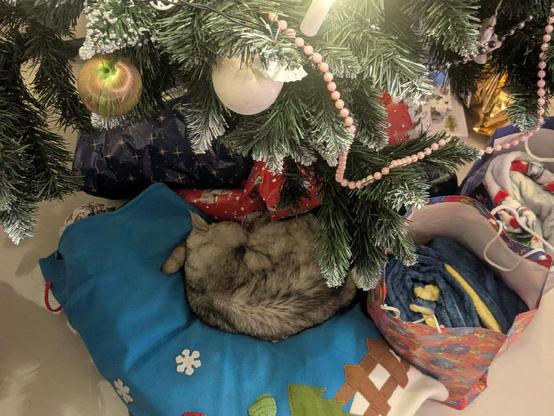Old scruffy cat lying on a Santa toy sack under a Christmas tree