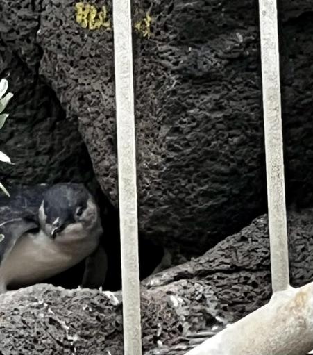 Penguin hiding amongst rocks
