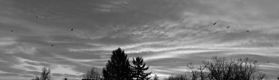 Clouds, trees, panoramic view, black and white, photo