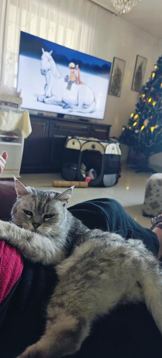 Old, rickety, Tabby cat in a lap, blurry image of The boy, the mole, the fox and the horse on TV and lit up Christmas tree in the background.
