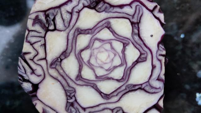Dark purple spiky spiral cross section through white flesh of a red cabbage.