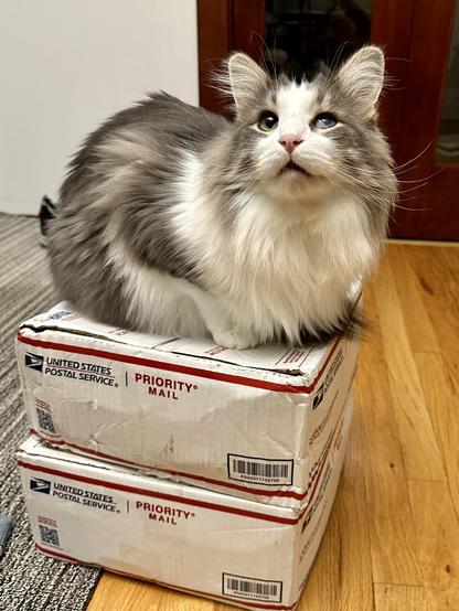 Thor, a fluffy grey and white bicolor half-Ragdoll cat, sitting atop two USPS Priority Mail shipping boxes. They are full of soap, so he’s literally on a soap box.