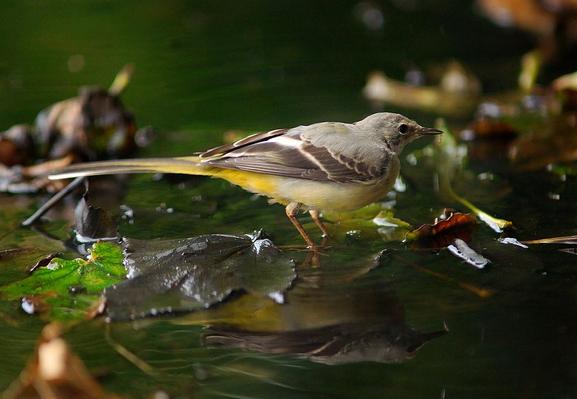 Lavandera cascadeña (Motacilla cinerea). Foto: Luc Viatour en Wikipedia ( https://commons.wikimedia.org/wiki/File:Motacilla_cinerea_1_Luc_Viatour.jpg )