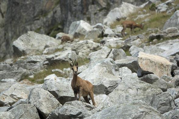 Rebeco (Rupicapra pyrenaica). Foto: Kitty Terwolbeck en Wikipedia ( https://commons.wikimedia.org/wiki/File:Isards_vers_le_Lac_Bleu_d%27Ilh%C3%A9ou_1.jpg )