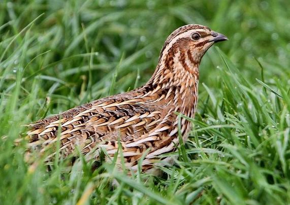 Codorniz común (Coturnix coturnix). Foto: Christoph Moning en Wikipedia ( https://commons.wikimedia.org/wiki/File:Coturnix_coturnix,_Fraunberg,_Bayern,_Deutschland_2,_Ausschnitt.jpg )