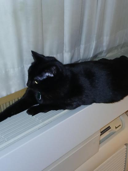 A third picture of a black cat with yellow eyes laying on a heater register. This time, she's laying on her slightly rotund belly.