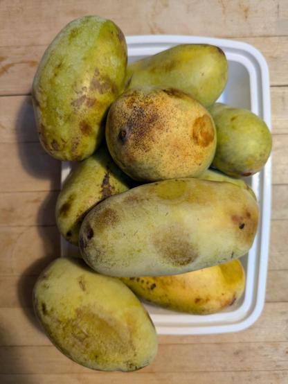 Photo of a rectangular white plastic container overflowing with bruised greenish-yellow fruit — pawpaws — atop a wooden butcher block counter.