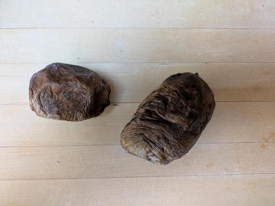 Photo of two shriveled, brown fruit — pawpaws — atop a wooden butcher block counter.