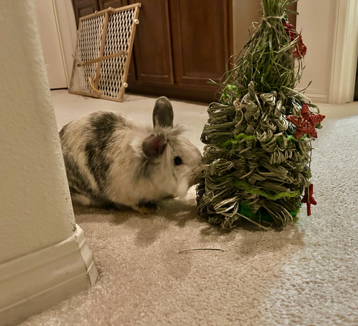 A calico bunny with a fuzzy head nibbles at a Christmas tree made of timothy hay and treats