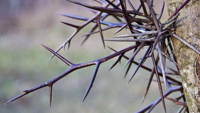 Large thorns on a tree.