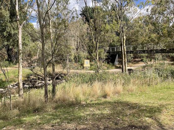 Merri Creek scene seen from across the Creek on opposite bank through trees and grasses; a dark metal pedestrian bridge, yellow bicycle path and a painted storm water drain access box is at centre of photograph