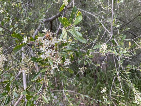 Orange and black-brown honey Bee visits white petal flowers on Merri Creek 
