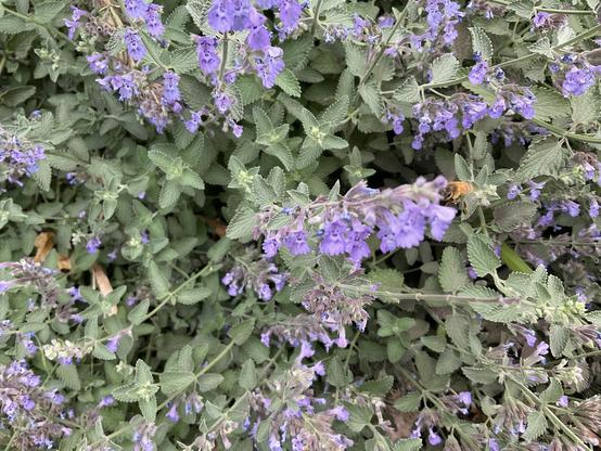 Purple-lilac petal flowers with pale green leaves