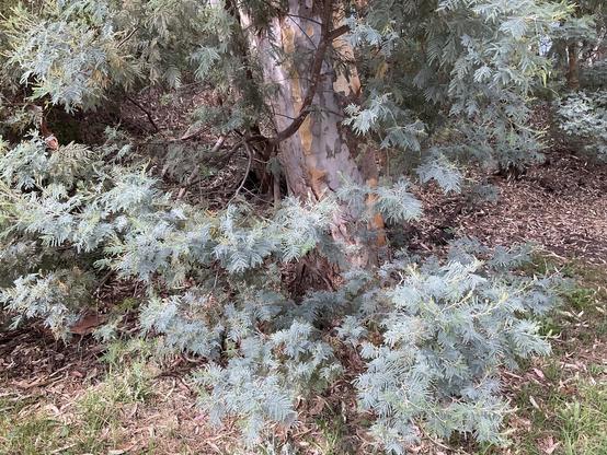 Wattle tree grey green”feather” leaves.