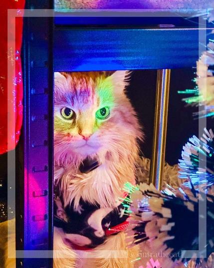Sintra the Cat is plotting his last attempt to destroy the Christmas tree but got busted 😽