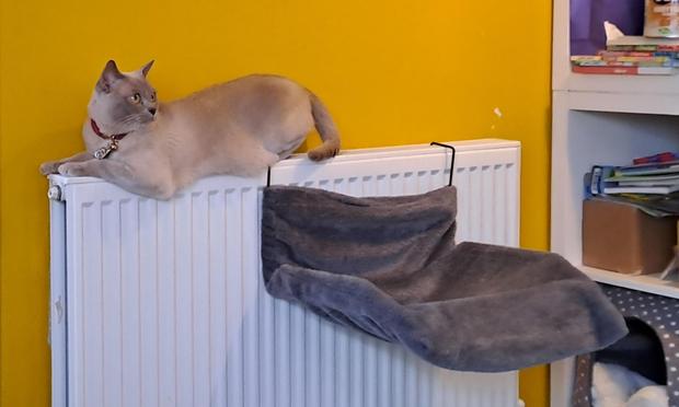 A lilac-point Siamese cat with a red colar laying precariously atop a white radiator against a yellow wall. The cat is glancing to the right of the photo. there is an empty grey cat bed hanging on the radiator that would be a better choice for rest.