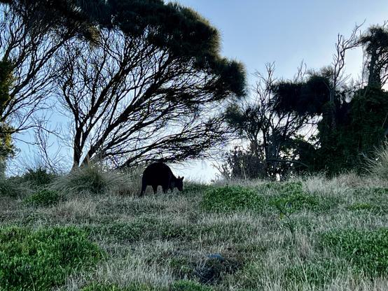 Wallaby under a tree