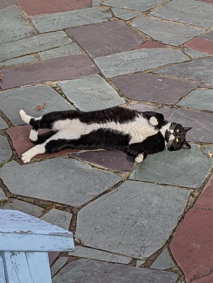 I zoomed in on Gomez when he started to attempt a roll in the opposite direction on the stone ground. He looks adorably silly in mid-roll. His tummy is out, legs stretched, his little teeth are sticking out a little.
