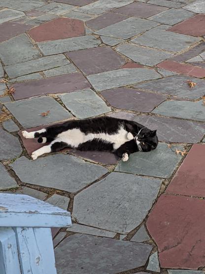 A second photo of Gomez still trying to roll over. He's in a roll sequence with his legs still extended, his head/neck looking down trying to roll over. He didn't quite make it.