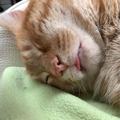 Close up of a red cat doing a bleb. He is lying on top of a lim green blanket on a white leather couch.
