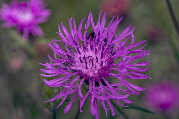 The circular extent of a purple flower fills the center of the page,  but actually a set of long branching purple flowers extend from the central core.  The background is blurred which is mostly green stems and stuff but small purple flowers are visible in the upper left and lower right.