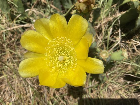 Yellow petal flower with bright yellow centre on a prickly pear and  green  grasses
