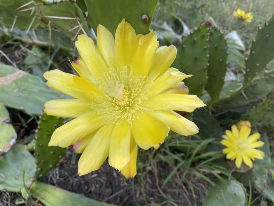 Yellow petals bright yellow centre flower on prickly pear plant. 