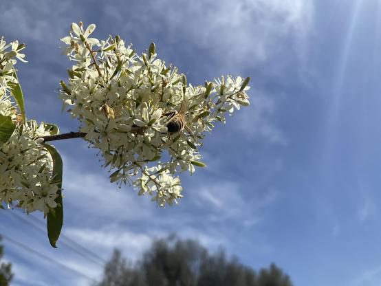 Bee in white petal flowers under bright blue sky 