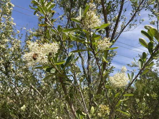 More bees among white petal flowers on brown branches and stems with blue sky behind.