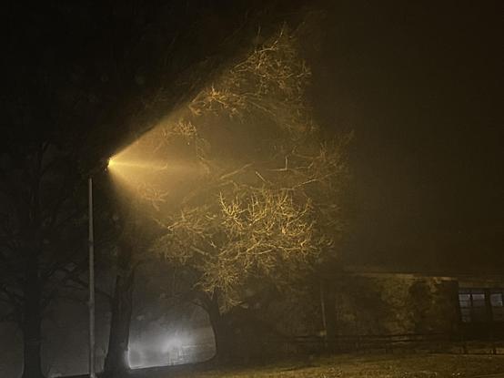 Image of a tree lit by a cone of orange light coming from a light pole. 