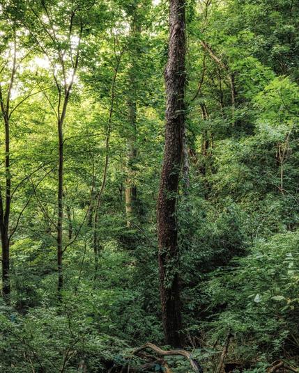 Green woodland with dense foliage and tall trees bathed in sunlight.